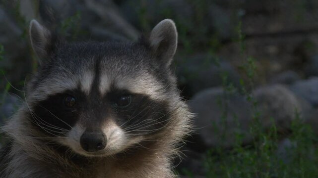 Sun dappled raccoon looks directly at camera, copy space on right