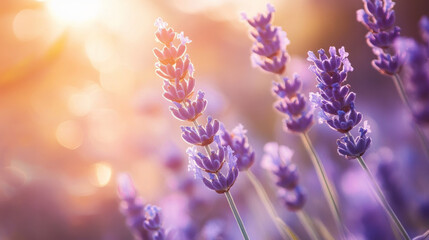Obraz premium Gentle lavender flowers basking in warm sunlight create serene and cheerful atmosphere, perfect for evoking feelings of calm and tranquility