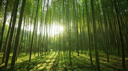 Fototapeta premium In a serene bamboo grove, tall slender stalks rise as dappled sunlight creates intricate patterns on the forest floor.
