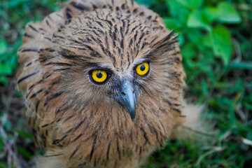 Buffy Fish Owl (Ketupa ketupu) at dawn wandering the meadow