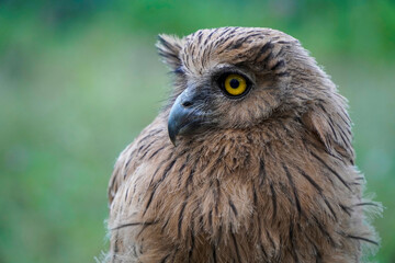 Buffy Fish Owl (Ketupa ketupu) at dawn wandering the meadow