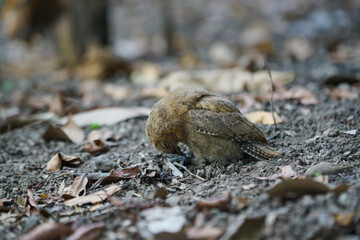 celepuk or  Javan Scops Owl (Otus angelinae) catches cricket on the ground