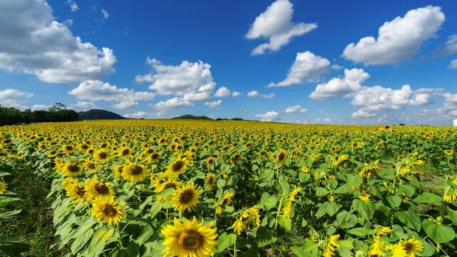 Timelapse of sunflower field with clouds on a clear day.