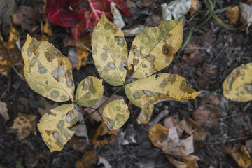 Forest close-up