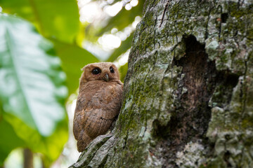  celepuk or  Javan Scops Owl (Otus angelinae) clinging to coconut tree trunk in the afternoon