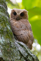  celepuk or  Javan Scops Owl (Otus angelinae) clinging to coconut tree trunk in the afternoon