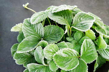 There is frost on the green leaves of strawberries. The first frosts on the farmer's beds. Preparation of garden berry bushes for winter.