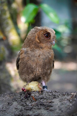 celepuk or Javan Scops Owl (Otus angelinae) during the day gripping prey with its claw on dry wood