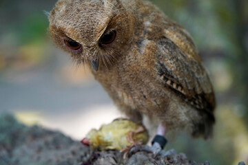 celepuk or Javan Scops Owl (Otus angelinae) during the day gripping prey with its claw on dry wood