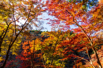 愛知県　香嵐渓の紅葉
