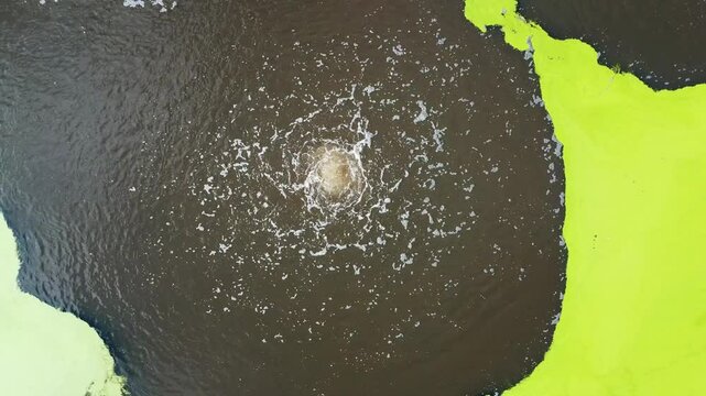 We rise quietly above a jet of oxygenated air over a brownish wastewater treatment basin where algae create a design that looks a bit like a bear.