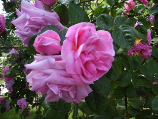 Obraz premium pink rose bush