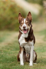 Dog Sitting in Grass. Border Collie dog outdoor