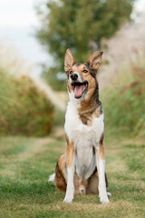 Dog Posing in Natural Landscape. Mongrel dog