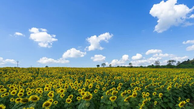Timelapse of sunflower field with clouds on a clear day.