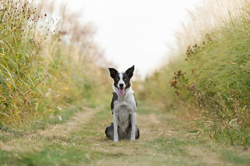 Dog Sitting in Grass. Border Collie dog outdoor
