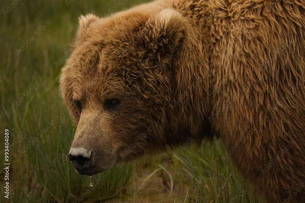 Wall mural alaskan brown bear