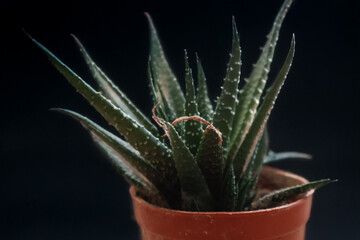 cactus in pot