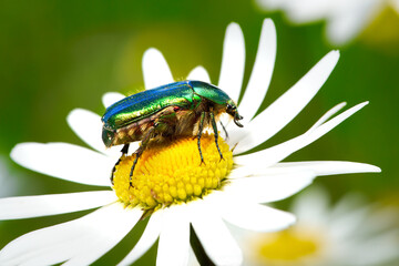Goldglänzender Rosenkäfer (Cetonia aurata) in Seitenansicht, Nahaufnahme auf einer...