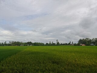 field and blue sky