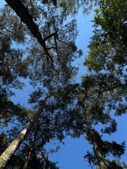 trees and sky