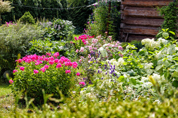 
different colorful flowers in the garden