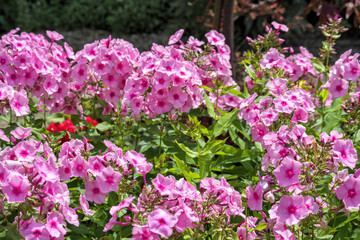 Fototapeta premium small and pink flowers form a large bush in the garden