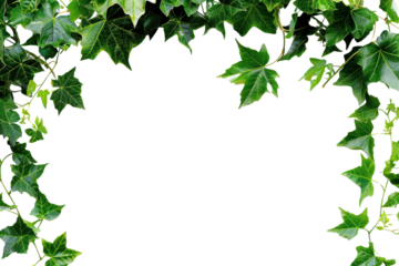 PNG Green ivy leaves frame border