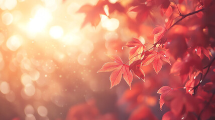 Fototapeta premium Autumn background with red maple leaves and blurred sunlight in the autumn season