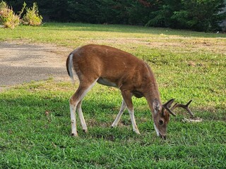 deer in a field