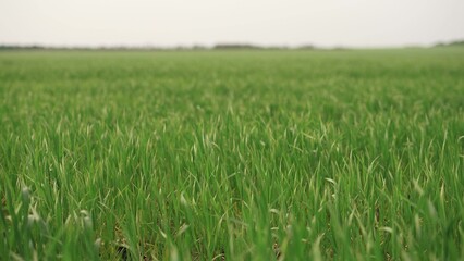 Fototapeta premium wide green field of wheat. nature wildlife plants and trees concept. beautiful green wheat sprouts on a large field close-up, growth and use lifestyle of agricultural plants