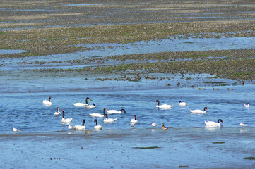 some black-necked swans in southern Chile