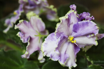 Obraz premium indoor violet flowers with green leaves