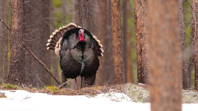 A wild Turkey in the Rocky Mountain National Park, Colorado.