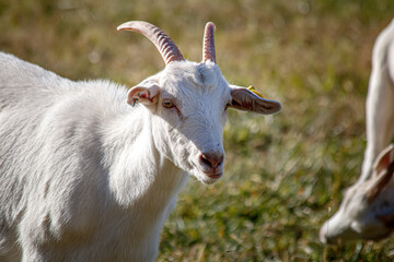 goat on the farm