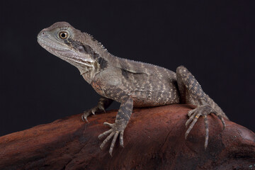 Portrait of an Australian Water Dragon
