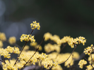 早春に黄色の花を咲かすサンシュユ