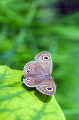 Close-up of owl butterfly on a leaf in the natural light on a beautiful morning