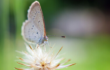 Close-up of butterfly on a flower in the natural light on a beautiful morning. macro butterfly