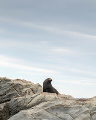 Fur seal takes break from swimming relaxing on rocky coast