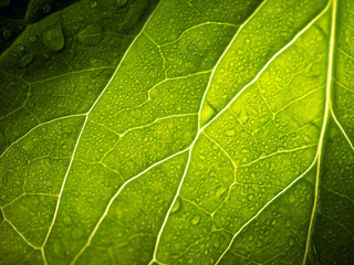 Close up of fresh young spring green leaf highlighted reveal green leaf texture sprinkled with water drops