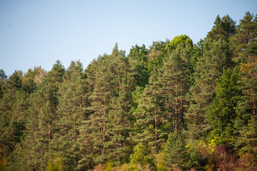 the sky above the trees in the forest