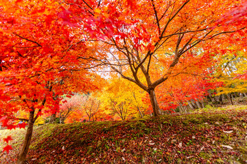 滋賀県　鶏足寺の紅葉　

