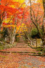 滋賀県　鶏足寺の紅葉　
