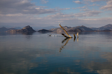 Fototapeta premium Spring landscape with a lake and a mountain. Skadar lake with three snags and a bird. In the background-mountains and gray clouds. Beautiful reservoir in Montenegro