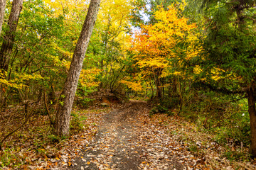 滋賀県　鶏足寺の紅葉　

