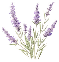 Naklejka premium PNG Painting of lavender blossom drawing flower.
