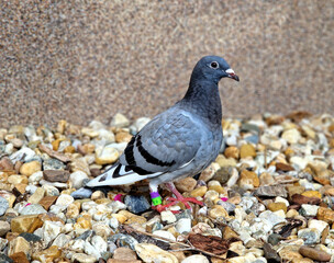 lost carrier pigeon. he has an identification ring on his leg,  animals are impaired, meaning they...