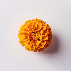 Close-up Watercolor Marigold flower, isolated on a white background, Marigold flower.