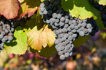 ripe bunch of wine grapes in a vineyard